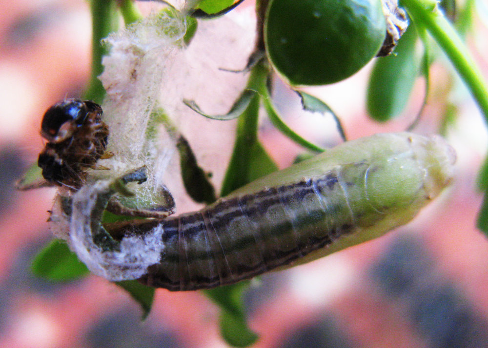 Buchsbaumzünsler Puppe (© Schlaghecken)